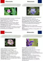 Vorschau - Merkblätter - Mein Bestimmungsbuch zu Blütenpflanzen - Seite 3