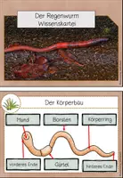 Vorschau - Merkblätter - Wissenskartei Regenwurm (Kl.2/3) - Seite 1