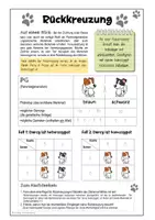 Vorschau - Arbeitsblätter - Genetik - Rückkreuzung (Arbeitsblatt) - Seite 1