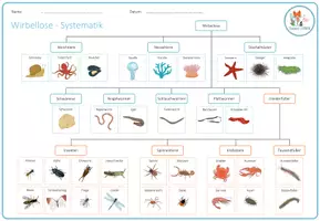 Vorschau - Spiele - Wirbellose Tiere Systematik – Arbeitsblatt - Seite 3