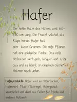 Vorschau - Poster - Getreide Miniwissen zu Hafer, Roggen, Gerste, Mais, Weizen - Seite 3