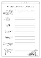 Vorschau - Arbeitsblätter - Entwicklung Frosch - Materialpaket - Seite 3