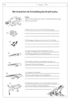 Vorschau - Arbeitsblätter - Entwicklung Frosch - Materialpaket - Seite 2
