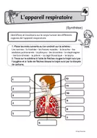 Aperçu - Feuilles d'exercices - Le corps humain: l'appareil respiratoire - Page 1