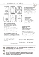 Vorschau - Arbeitsblätter - Die Mitose - differenzierte Arbeitsblätter - Seite 1