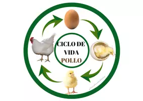 Vista previa - Unidades / Secuencias / Situaciones de Aprendizaje - Paquete: ciclo de vida y características de los animales. - página 1
