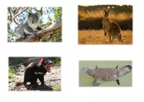 Vorschau - Bildkarten - Leseheft: Tiere in Australien - Seite 2
