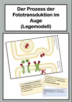 Vorschau - Präsentationen/Tafelbilder - Fototransduktion im Auge - Legemodell - Deckblatt