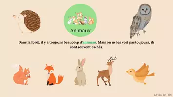 Aperçu - Cartes / Images - Fiche concept et cartes à catégoriser : la forêt. - Page 3