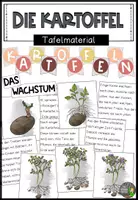 Vorschau - Präsentationen/Tafelbilder - Das Wachstum der Kartoffel - Tafelmaterial - Deckblatt