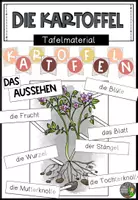 Vorschau - Präsentationen/Tafelbilder - Das Aussehen der Kartoffelpflanze - Tafelmaterial - Deckblatt