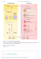 Aperçu - Texte - Le cycle de vie de Plasmodium falciparum - Planet-Vie - Page 2
