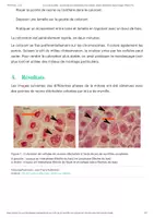Aperçu - Texte - Le jus de myrtilles, colorant des chromosomes bon marché, simple d'utilisation et peu toxique - Planet Vie - Page 3