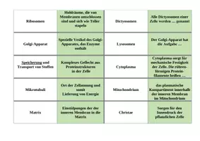 Vorschau - Arbeitsblätter - Materialpaket Aufbau pflanzliche und tierische Zelle - Seite 2