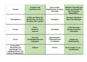 Vorschau - Arbeitsblätter - Materialpaket Aufbau pflanzliche und tierische Zelle - Seite 3