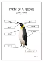 Aperçu - Feuilles d'exercices - Des parties du corps d’un pingouin, en anglais. - Page 1