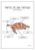 Aperçu - Feuilles d'exercices - Parties du corps d’une tortue, en Espagnol. - Page 2