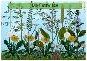 Vorschau - Arbeitsblätter - Die Fettwiese - Übersichtsblatt - Seite 1