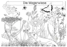 Vorschau - Arbeitsblätter - Die Magerwiese - Übersichtsblatt - Seite 2