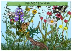 Vorschau - Arbeitsblätter - Die Magerwiese - Übersichtsblatt - Seite 1