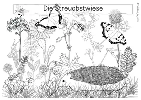 Vorschau - Arbeitsblätter - Die Streuobstwiese - Übersichtsblatt - Seite 2