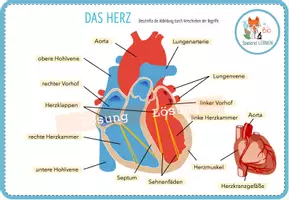 Vorschau - Arbeitsblätter - Beschrifte das Herz – digitale Übung für Computer & iPad - Seite 2