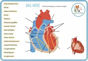 Vorschau - Arbeitsblätter - Beschrifte das Herz – digitale Übung für Computer & iPad - Seite 1