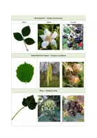 Vorschau - Bildkarten - 15 Sträucher Schnellbestimmung über Blatt, Blüte und Frucht - Seite 2
