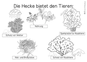 Vorschau - Arbeitsblätter - Die Funktion der Hecke - Übersichtsblatt - Seite 2