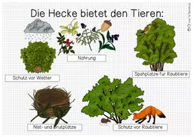 Vorschau - Arbeitsblätter - Die Funktion der Hecke - Übersichtsblatt - Seite 1