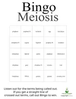 Vorschau - Spiele - Meiosis Bingo - Great for Review and Cover Lessons - Seite 2