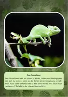 Vorschau - Aufgabenkarten - Lesekartei Regenwaldtiere - Seite 1