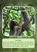Vorschau - Aufgabenkarten - Lesekartei Regenwaldtiere - Seite 3