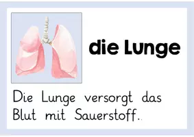 Vorschau - Poster - Innere Organe Merkplakate - Seite 3