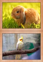 Vorschau - Poster - Haustiere - Bild- und Wortkarten - Seite 1