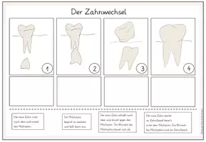 Vorschau - Unterrichtsreihen - Der Zahnwechsel Klasse 1/2 Zähne Tafelmaterial und Arbeitsblatt - Seite 2