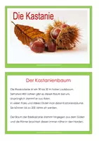Vorschau - Arbeitsblätter - Kastanie - Kartei und Kopiervorlage - Seite 1