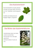 Vorschau - Arbeitsblätter - Kastanie - Kartei und Kopiervorlage - Seite 2