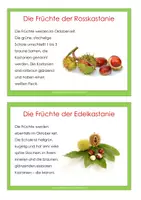 Vorschau - Arbeitsblätter - Kastanie - Kartei und Kopiervorlage - Seite 3