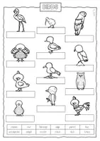 Vorschau - Arbeitsblätter - Englisch: Arbeitsblätter "Birds" - Seite 1