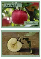 Vorschau - Arbeitsblätter - Fotokartei Apfel - Seite 3