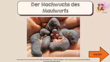 Vorschau - Unterrichtsreihen - Der Nachwuchs des Maulwurfs - gesamte Unterrichtseinheit - Seite 3