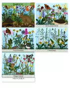 Vorschau - Stationenlernen - Leporello - Wiesenarten - Seite 1