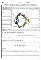 Vorschau - Fördermaterial/Inklusion - Test/LZK: Auge / Sehen mit Auge und Gehirn (differenziert) - Seite 2