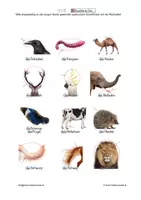 Vorschau - Spiele - Lotto - Körperteile der Tiere 2 -Erweiterung - Deckblatt
