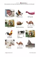 Vorschau - Spiele - Lotto - Körperteile der Tiere 2 -Erweiterung - Seite 2