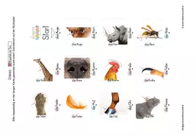 Vorschau - Spiele - Lesedomino - Körperteile Tiere 1 - Wortschatzaufbau - Seite 1