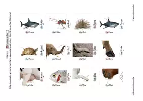 Vorschau - Spiele - Lesedomino - Körperteile Tiere 1 - Wortschatzaufbau - Deckblatt