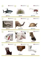 Vorschau - Spiele - Fliegenklatschenspiel - Körperteile der Tiere 1 - Deckblatt