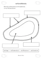Vorschau - Stundenentwürfe - die Kartoffelknolle - Tafelmaterial, Arbeitsblätter für Klasse 2-4 - Seite 2